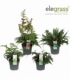 Fern