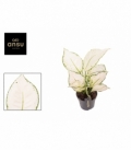Aglaonema