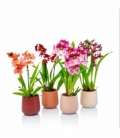 Orchids