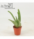 Aloe