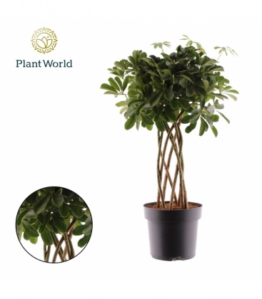 Schefflera
