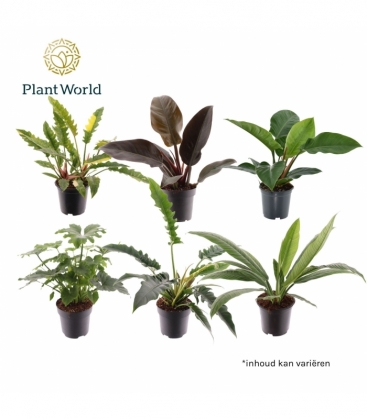 Philodendron