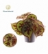 Begonia