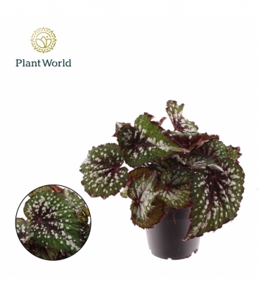 Begonia