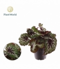 Begonia