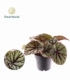 Begonia