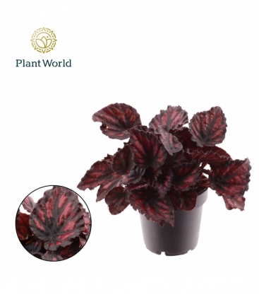 Begonia