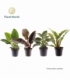 Philodendron