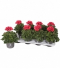 Pelargonium