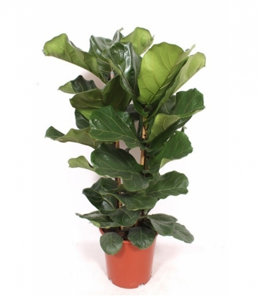 Ficus