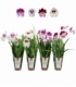 Miltonia
