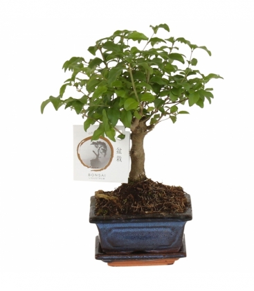 Bonsai