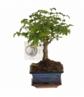 Bonsai