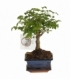Bonsai