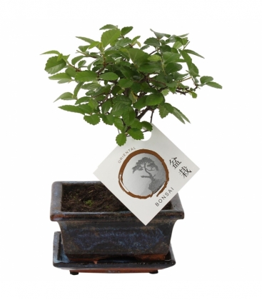 Bonsai