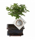 Bonsai