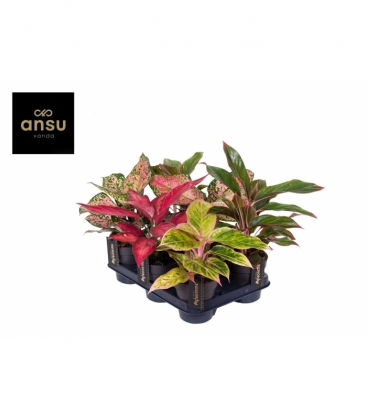 Aglaonema