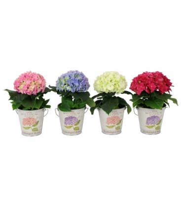Hydrangea