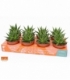 Gasteraloe