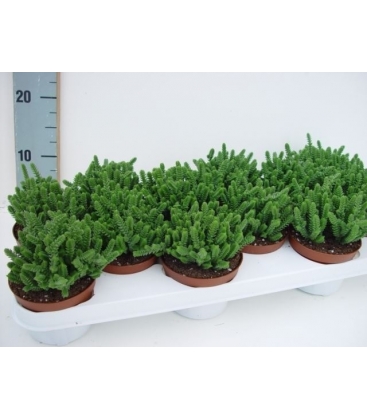 Crassula