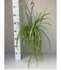 Rhipsalis