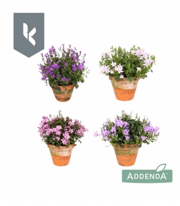 Campanula