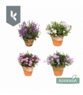 Campanula