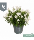 Campanula
