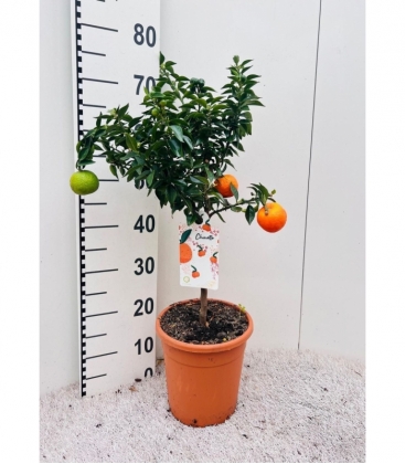 Citrus