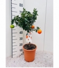 Citrus