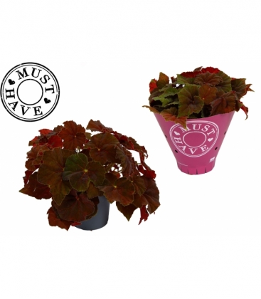 Begonia