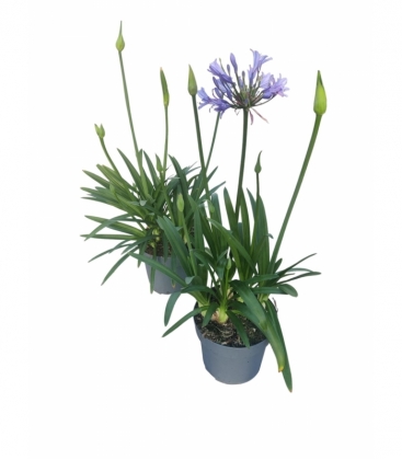 Agapanthus