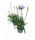 Agapanthus