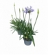 Agapanthus