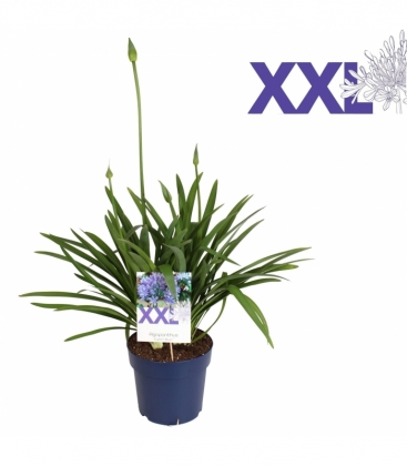 Agapanthus