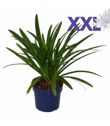 Agapanthus