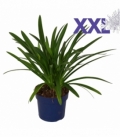 Agapanthus