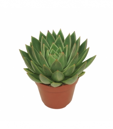 Echeveria