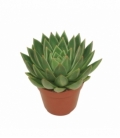 Echeveria