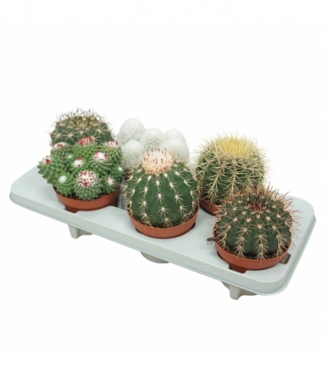 Cactus