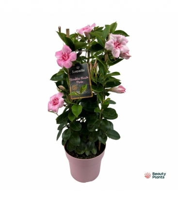 Mandevilla