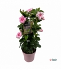 Mandevilla