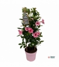 Mandevilla