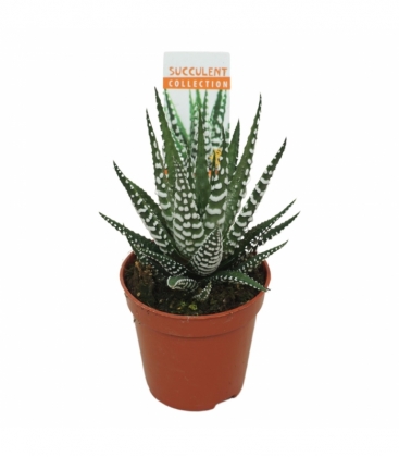 Haworthia