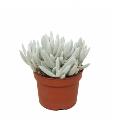 Senecio