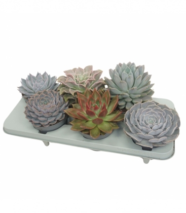 Echeveria