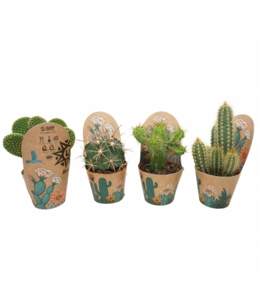 Cactus