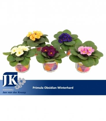 Primula