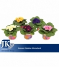 Primula