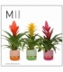 Bromelia